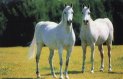 les chevaux
