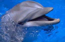 dauphin